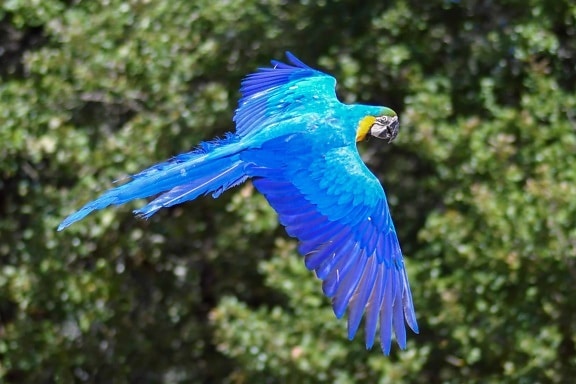 macaw parrot, flight, nature, bird, tree, animal, outdoor