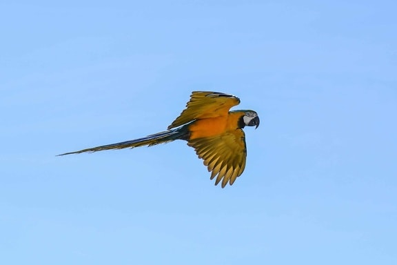 papagal Macaul, cerul albastru, zbor, faunei sălbatice, păsări, cioc, animal, în aer liber