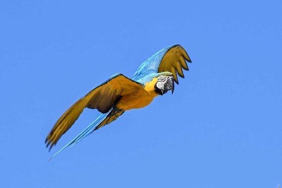 zbor, pasăre, cerul, papagal macaw în aer liber, animale,