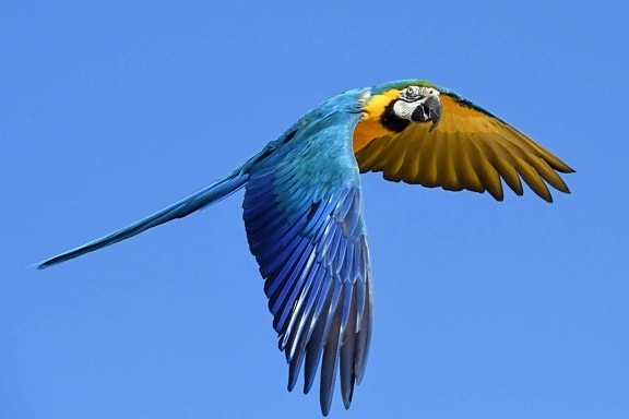 bird, macaw parrot, blue sky, animal, outdoor, flight, beak, colorful