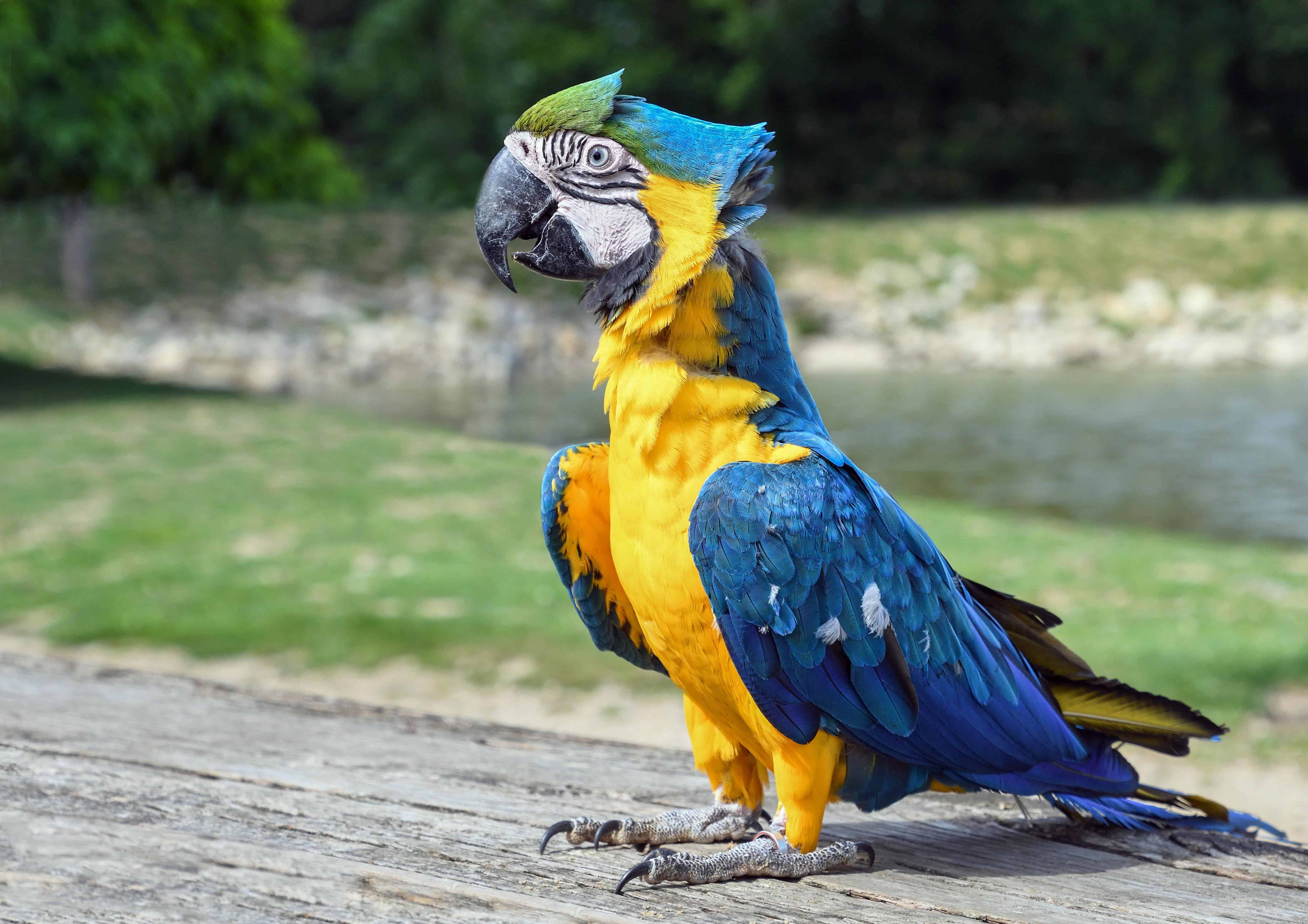 Попугай ара фото