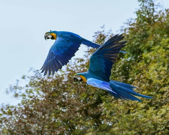 alam, hewan, burung beo macaw liar, burung, satwa liar, burung, bulu, paruh