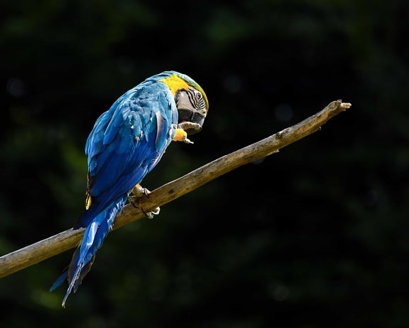 burung beo Macaw, alam, burung, paruh, satwa liar, bulu, hewan