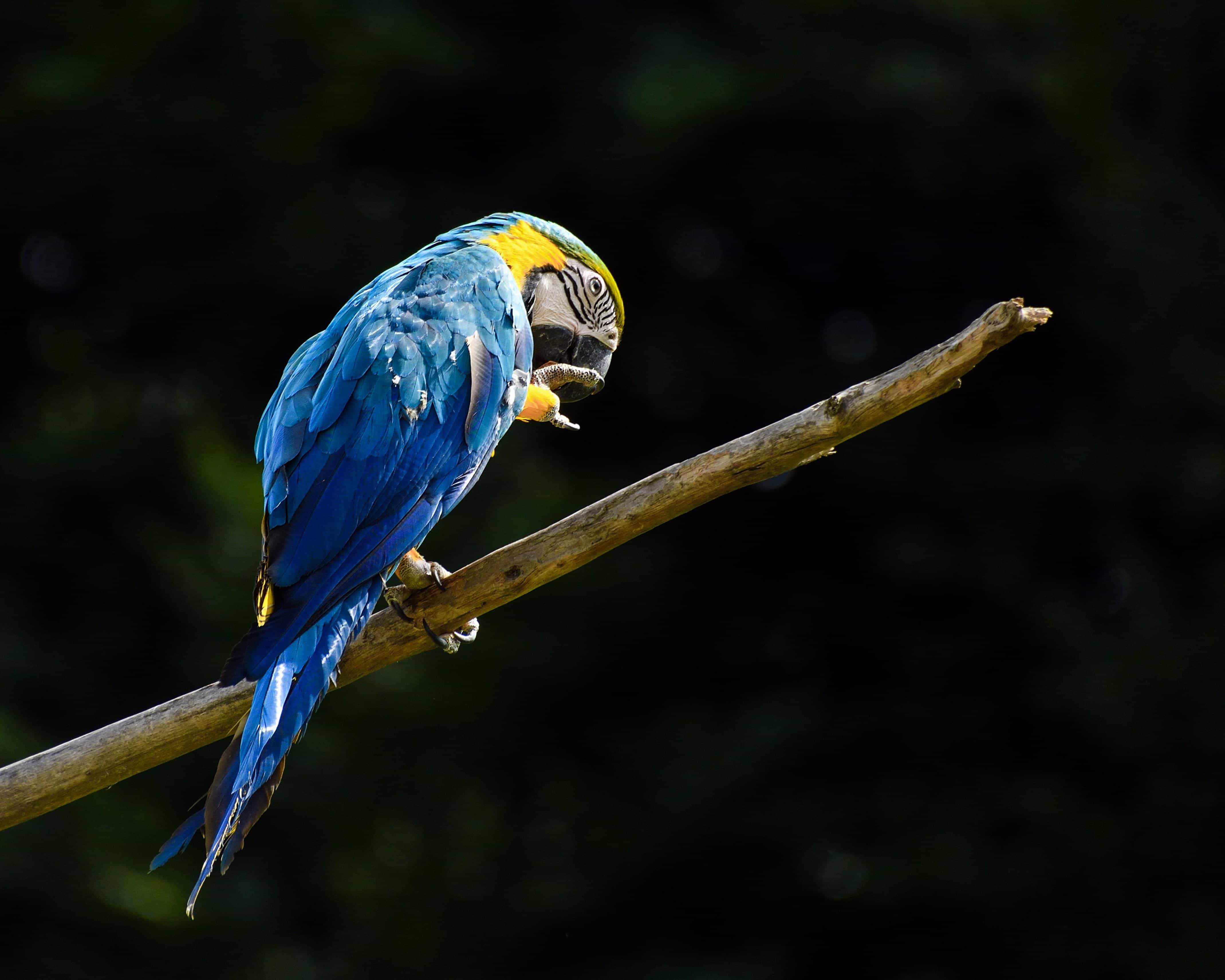 Vẹt Nam Mỹ Green Winged macaw-Trang Trại Vườn Chim Việt