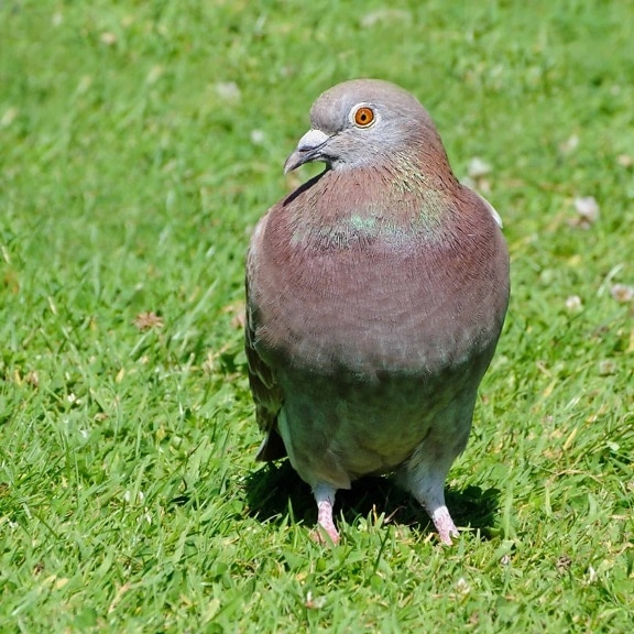 pigeon, beak, nature, dove, animal, bird, wildlife, wild, grass, outdoor