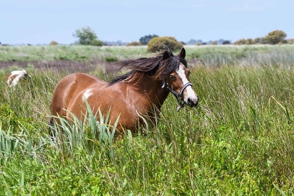 naturaleza, campo, hierba, animal, caballo, al aire libre, de color marrón