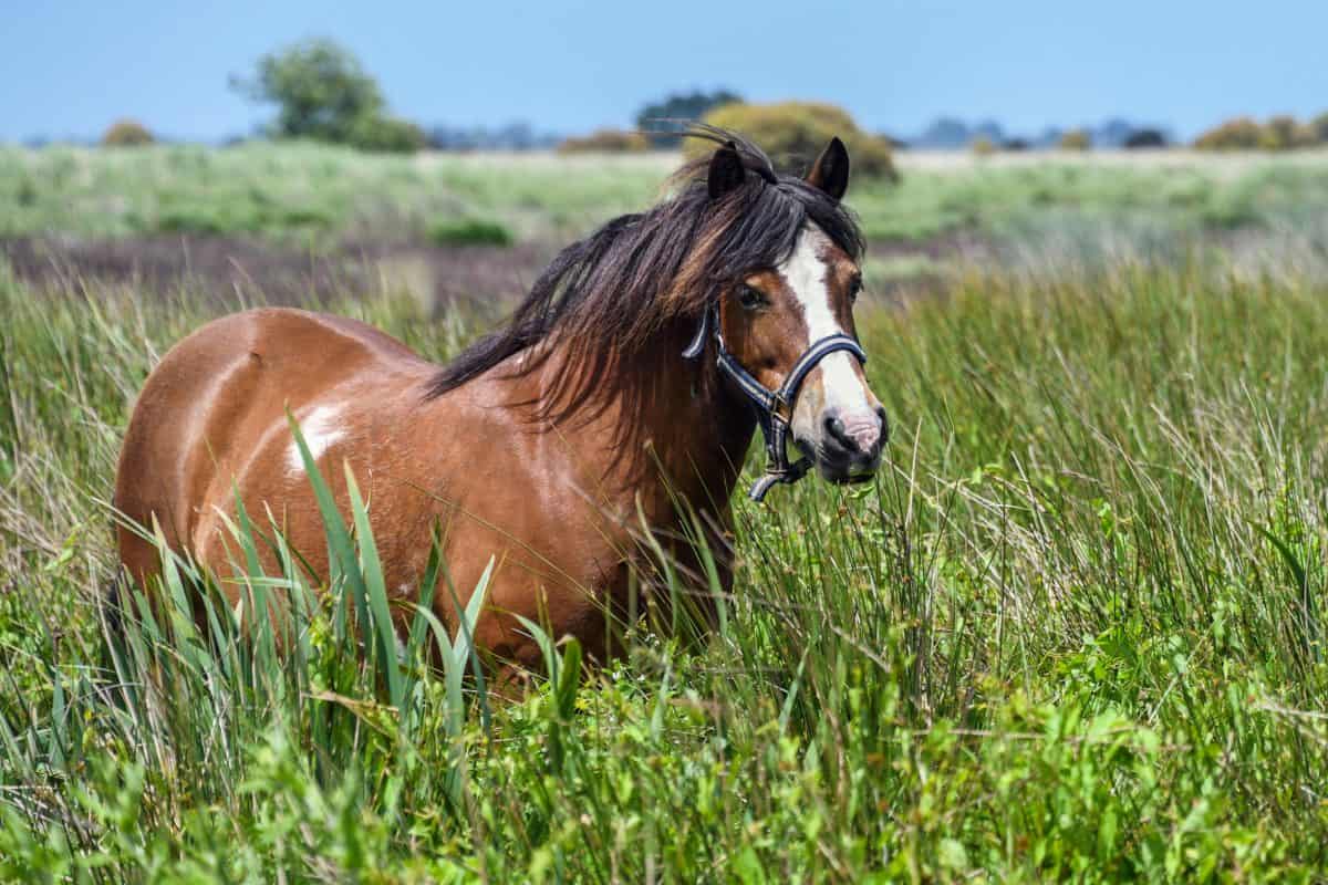 animal, wild horse, cavalry, grass, field, outdoor, brown
