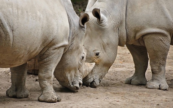 Afrique, rhinocéros, safari, animaux sauvages, safari, sauvage, animal
