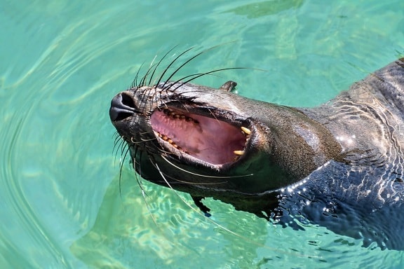 otter, water, fur, mouth, tongue, teeth, animal, wildlife, nature