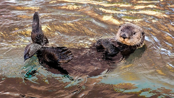 animal, water, brown otter, nature, wildlife, outdoor