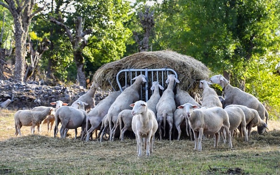 bétail, herbe, animaux, nature, agriculture, campagne, moutons