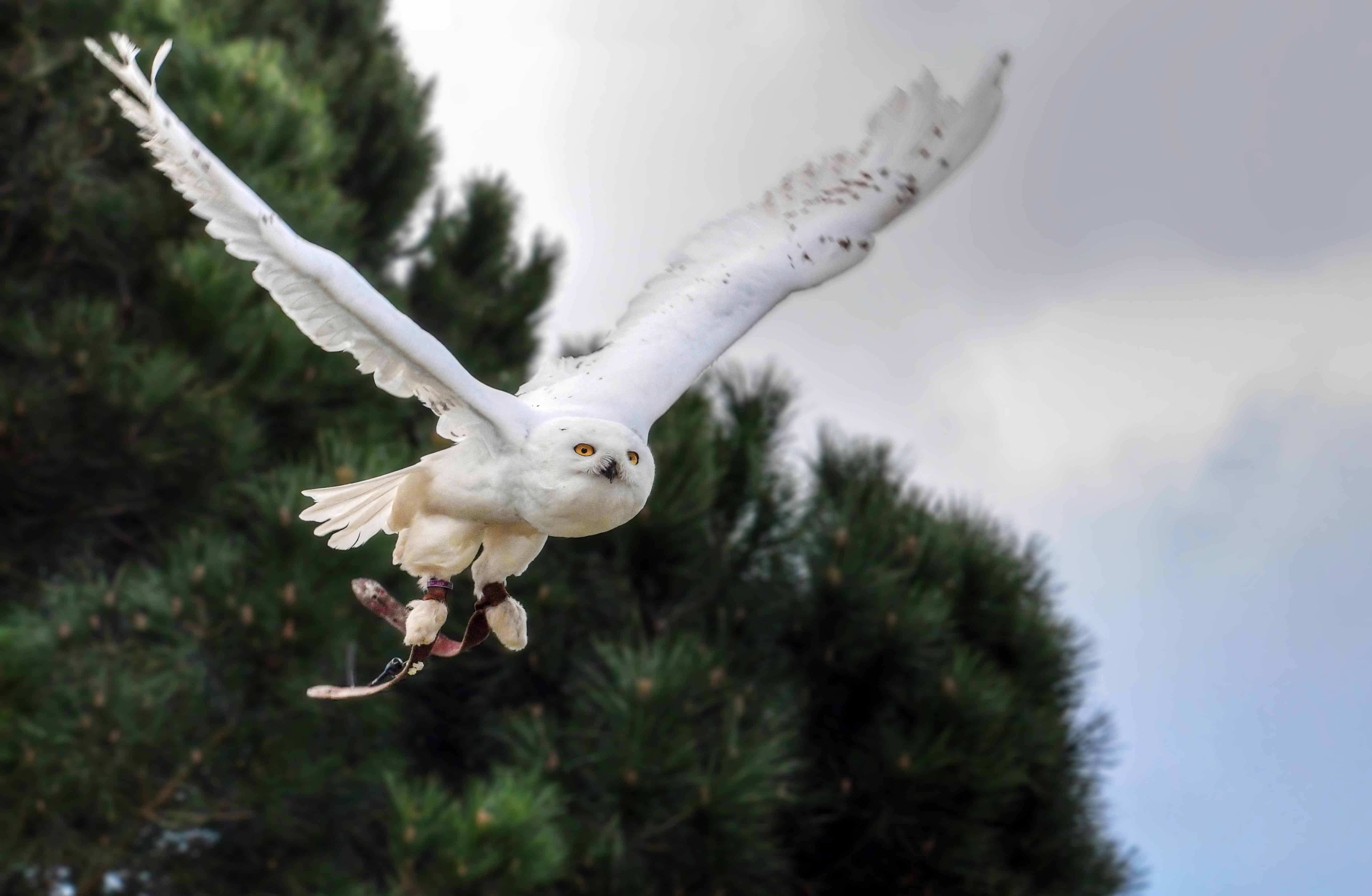 Free picture: white owl, bird, tree, animal, white, feather, wildlife ...