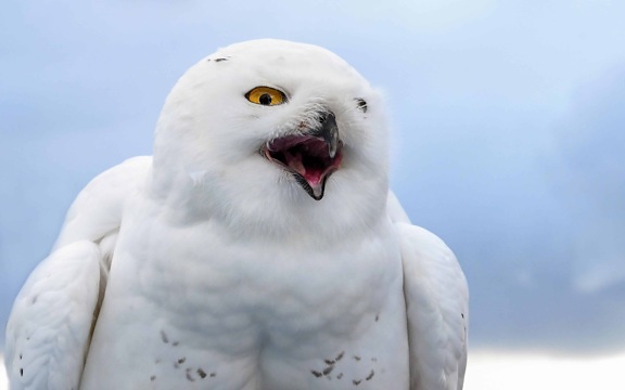 Белая сова, природа, птица, клюв, глаз, белый, перо, дикой природы