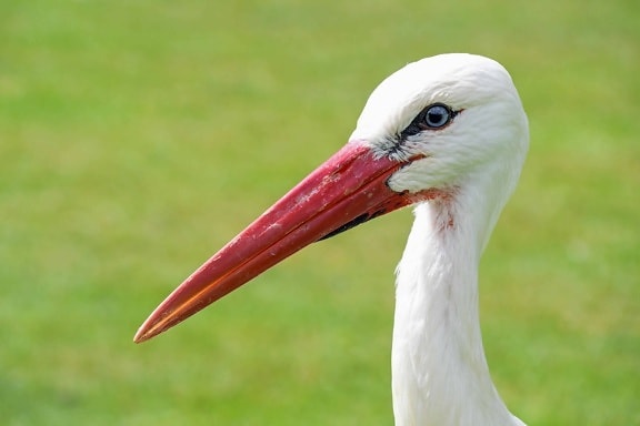 white stork, wildlife, red beak, bird, wild, nature, animal