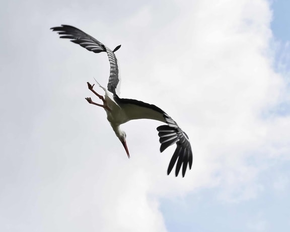 stork, flight, bird, wildlife, nature, sky, wild, feather