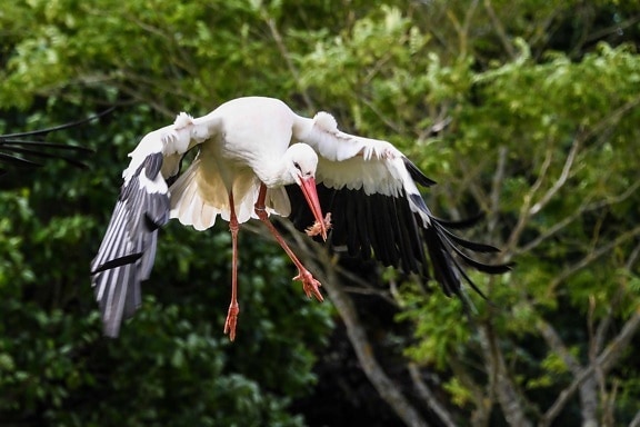 white stork, flight, animal, wild, wildlife, bird, nature, beak, feather