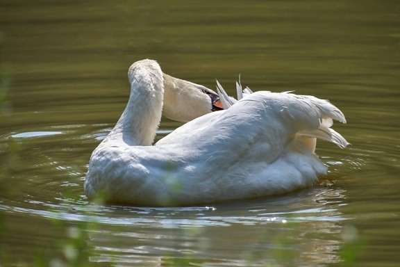 waterfowl, lake, water, wildlife, bird, white swan