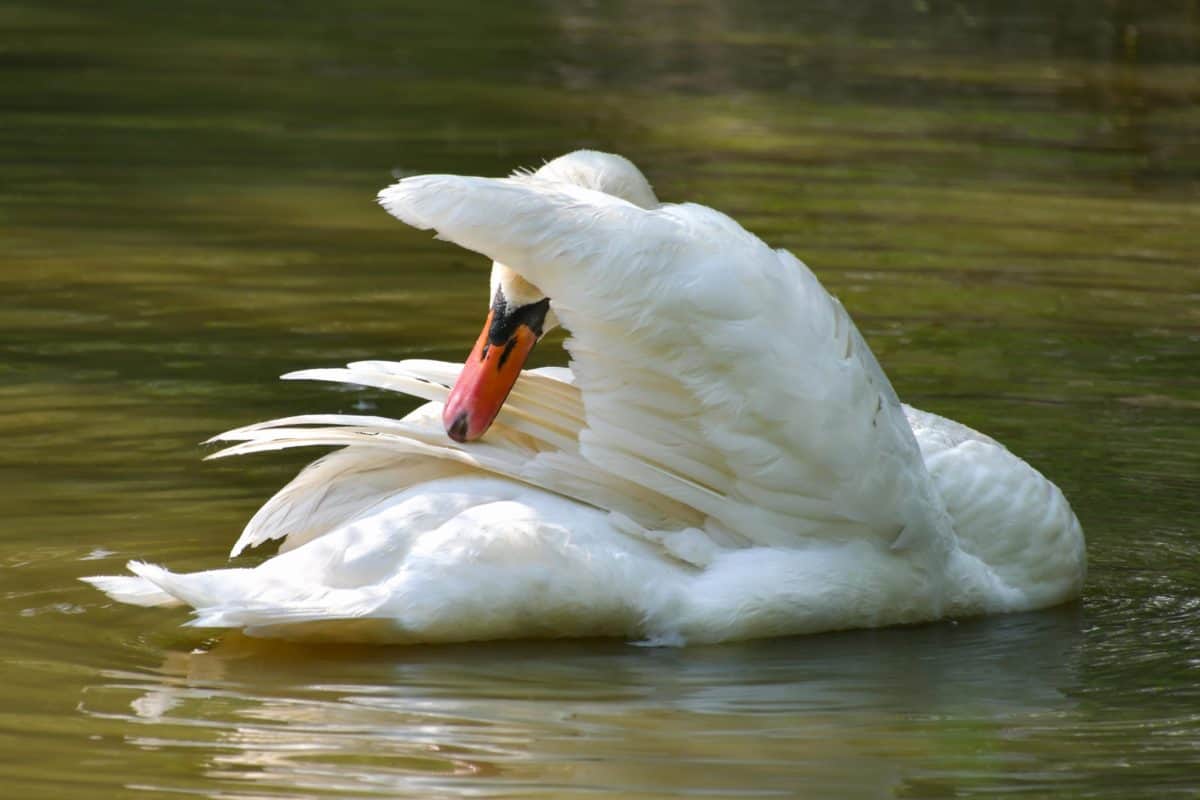 bird, wildlife, waterfowl, lake, water, white swan, nature