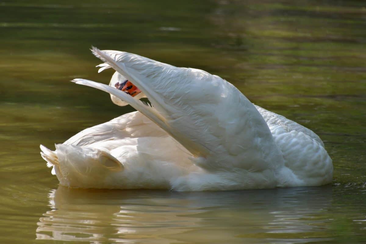 озеро птах дикої природи, водоплавних птахів, Білий лебідь, птиці, вода