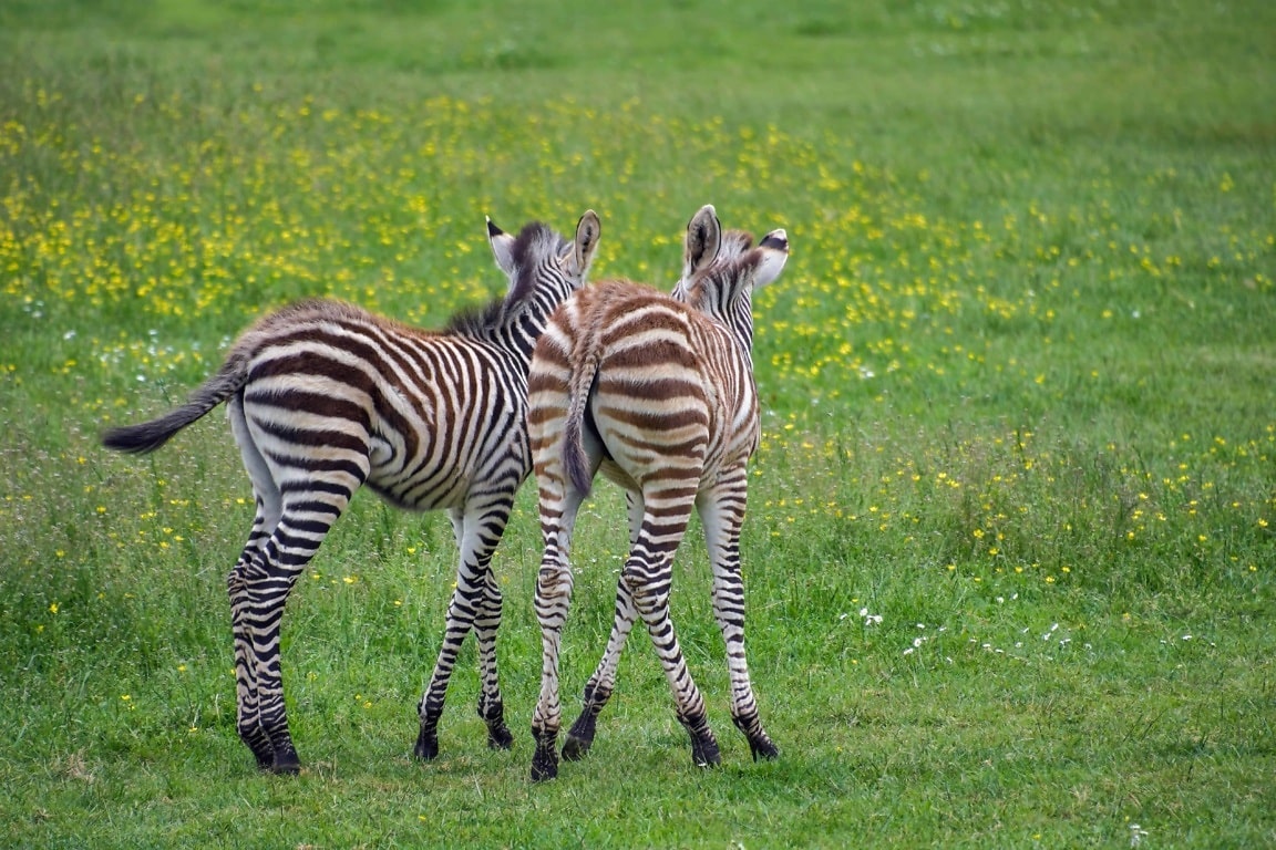 Free picture: wildlife, Africa, safari, zebra, safari, wild, stripes ...