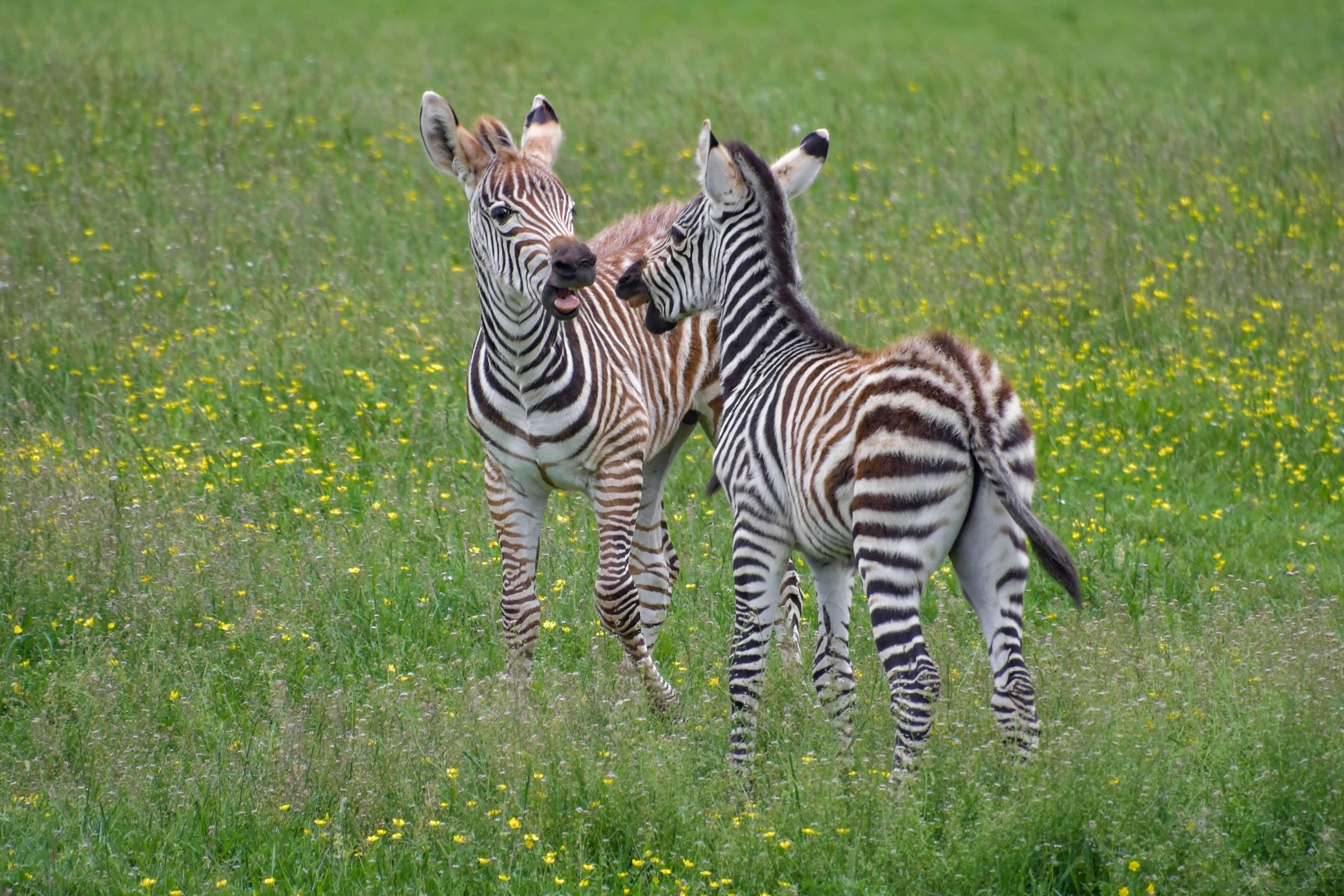 zebra safari images