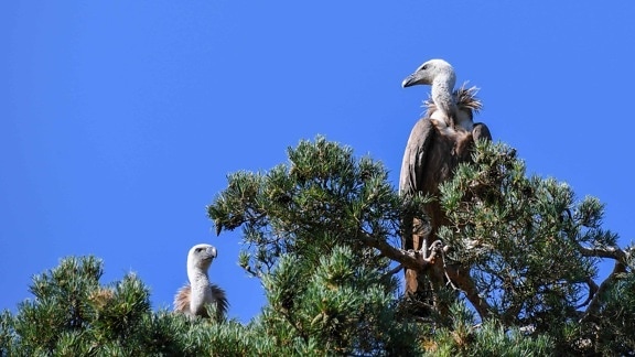 condor bird, nature, blue sky, wildlife, tree, outdoor, animal