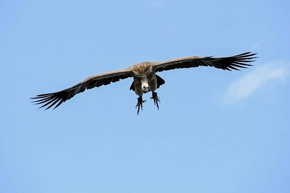 Free picture: wildlife, bird, raptor, portrait, beak, animal