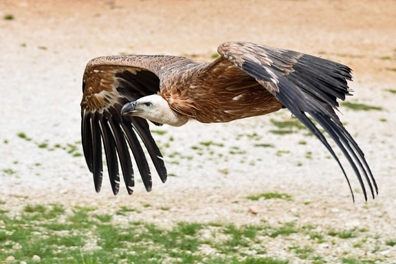 Condor, vol, raptor, faune, nature, plume, oiseau, plein air, au sol