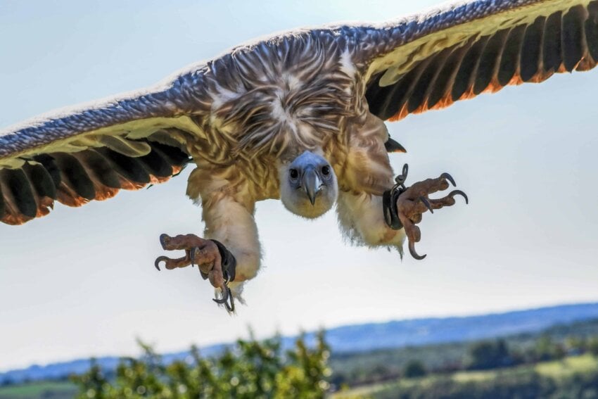 Free picture: nature, animal, condor, flight, bird, wildlife, blue sky, fly