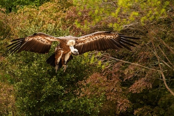 Condor, δάσος, πτήση, πτέρυγα, ζώο, άγρια ζώα, φύση, πουλί, άγρια, αρπακτικών