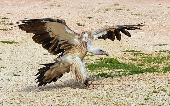 condor, ground, sand, animal, beak, nature, feather, wildlife, bird, wild, raptor