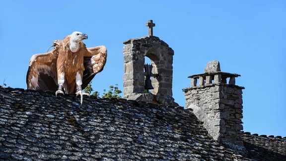 Cóndor, pájaro, techo, iglesia, campana, sky, antiguo, arquitectura