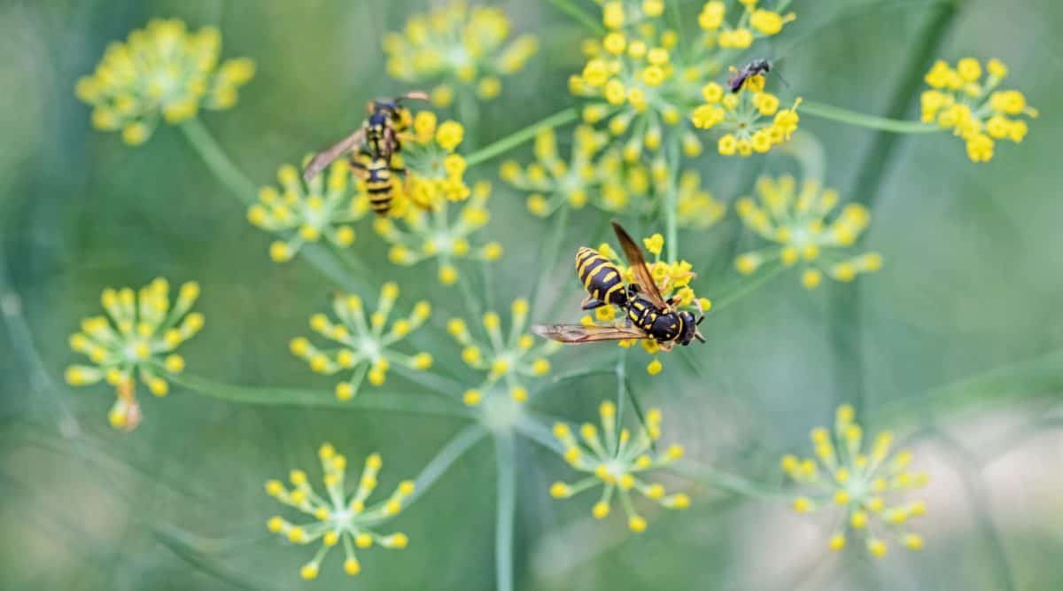 wasp, flower, nature, insect, plant, animal