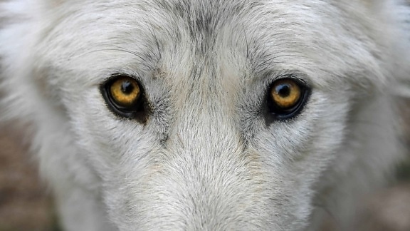 witte wolf, albino, dier, portret, wildlife, natuur, oog, hoofd