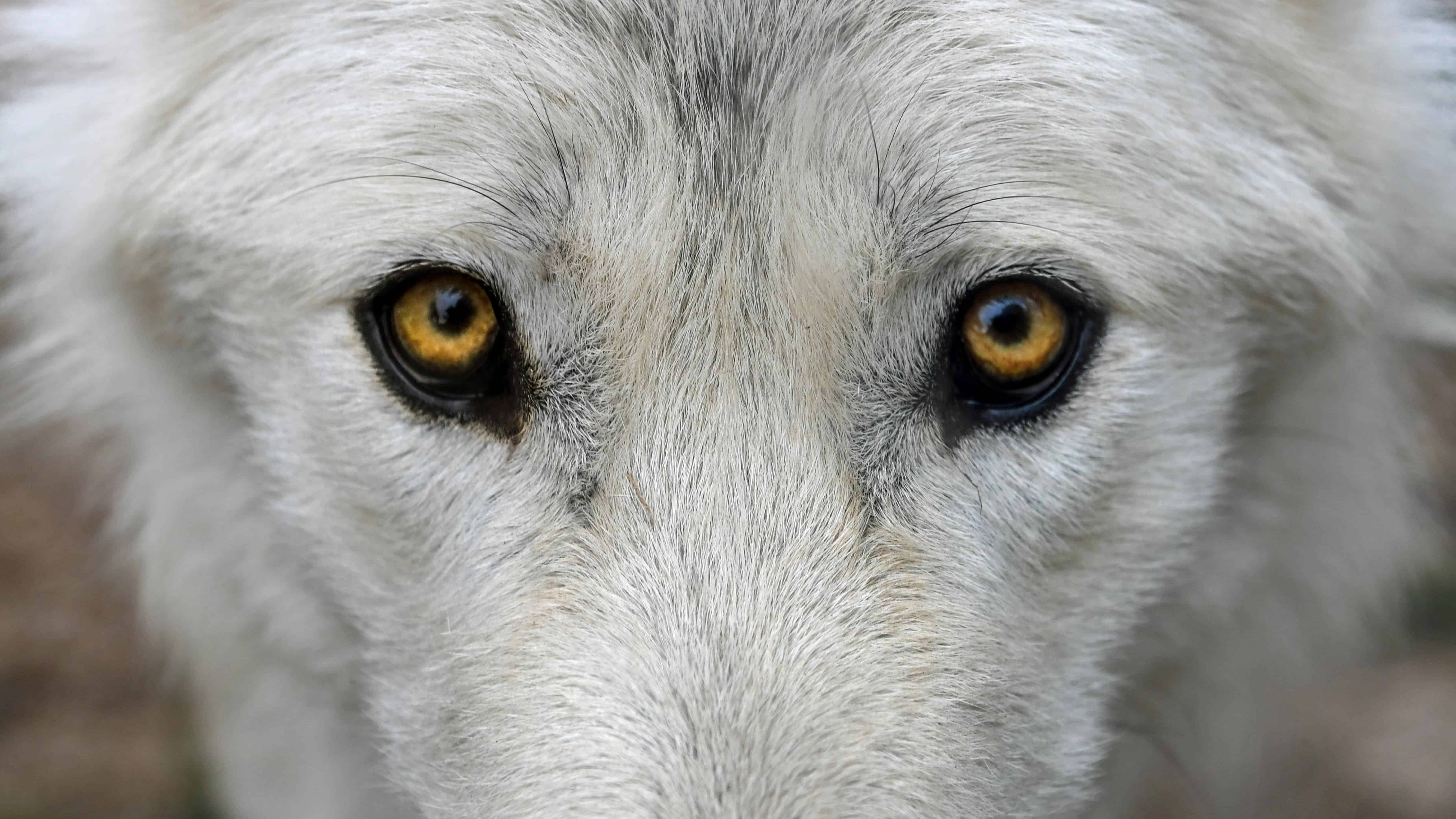 フリー写真画像 白狼 アルビノ 動物 ポートレート 野生動物 自然 目 頭