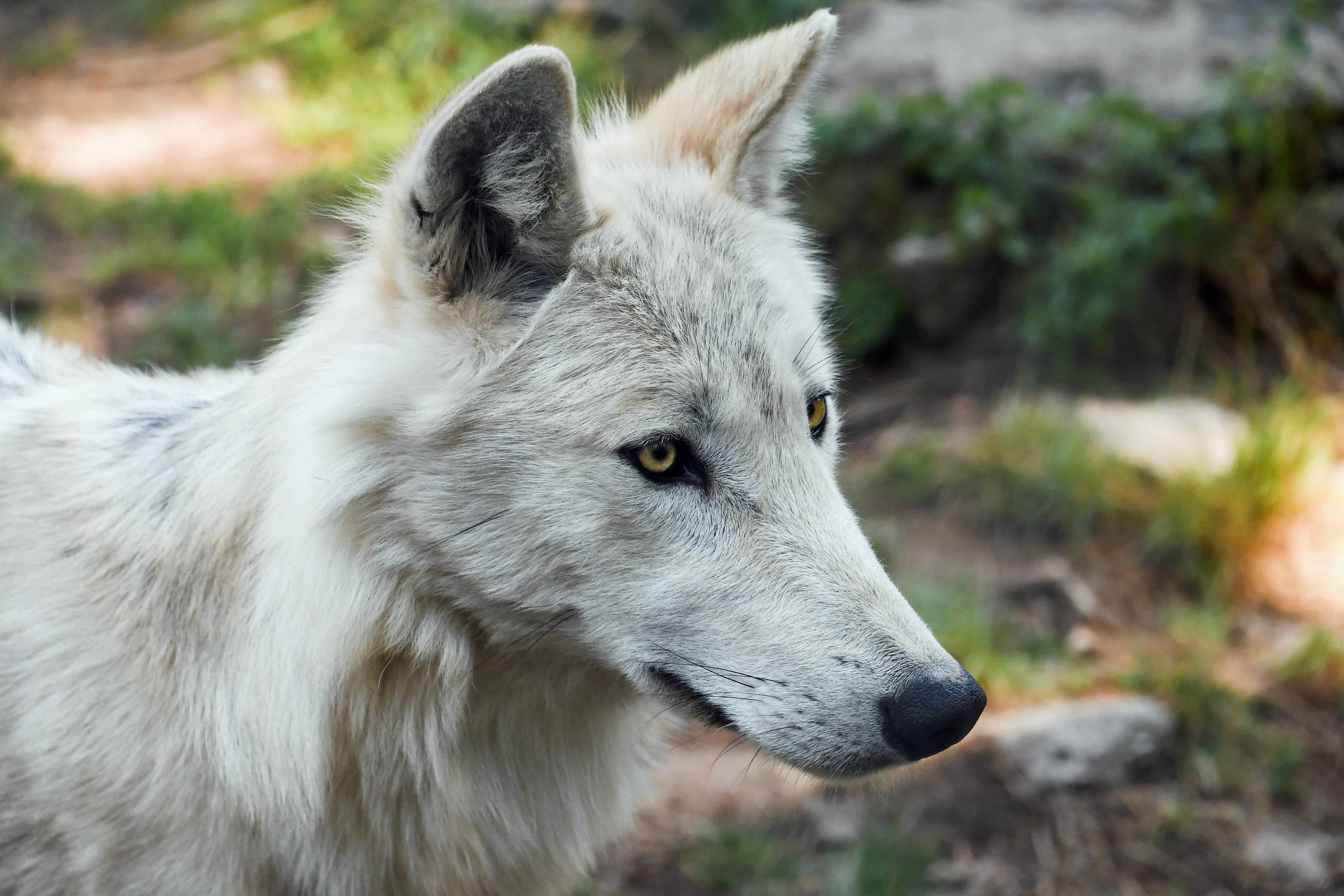 Самый красивый фото волка