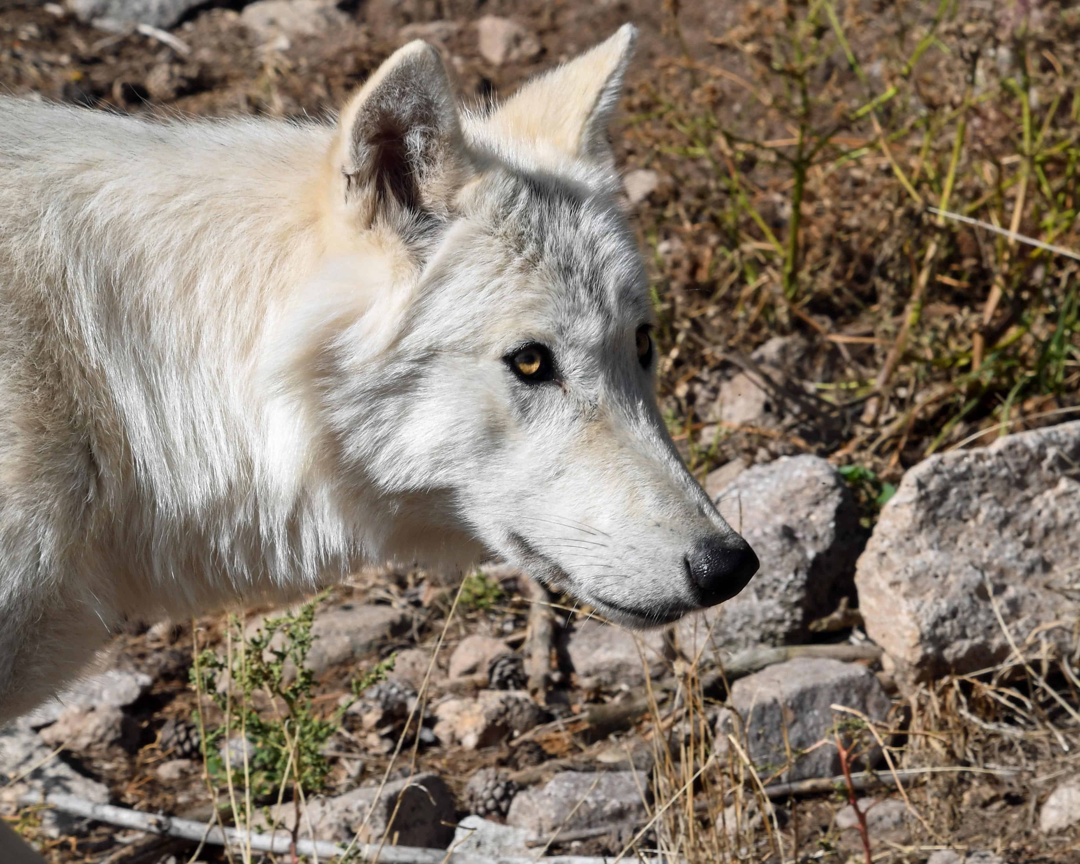 フリー写真画像 動物 捕食者 野生動物 白いオオカミ 自然 ポートレート ホワイト 肉食動物