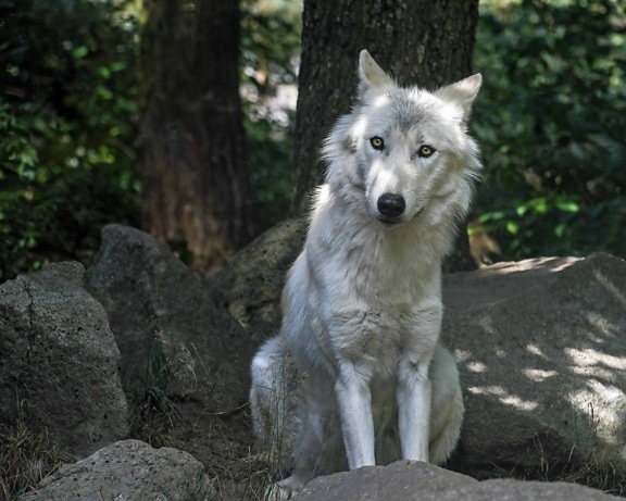 weißer Wolf, Wald, Natur, Baum, Tier, outdoor, Fleischfresser
