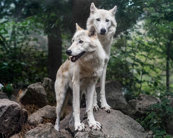 ulv pack, dyreliv, vill, skog ulv, natur, pels, dyr, hjørnetann