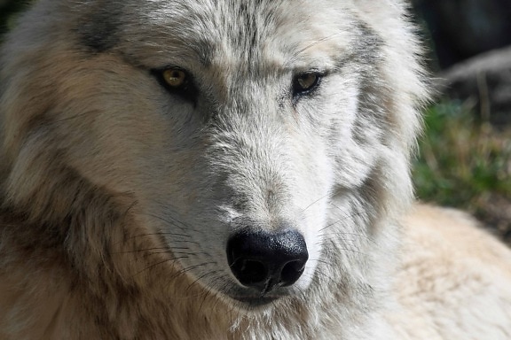 head, white wolf, white, animal, eye, predator, carnivore