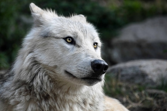 Natuur witte wolf, hoofd, neus, nimal, portret, wit, natuur, predator, carnivoor