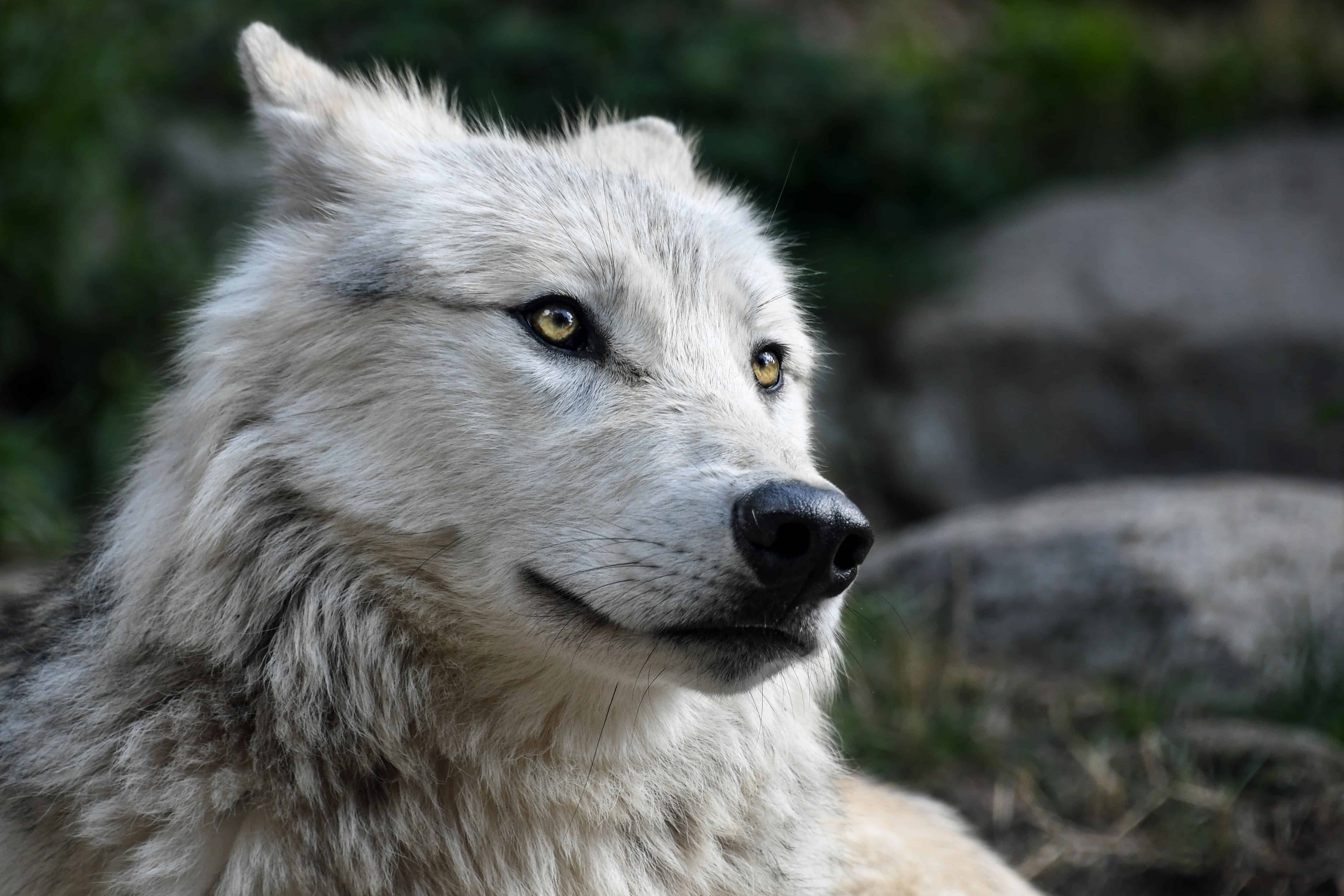 Волк самый красивый волк в мире фото