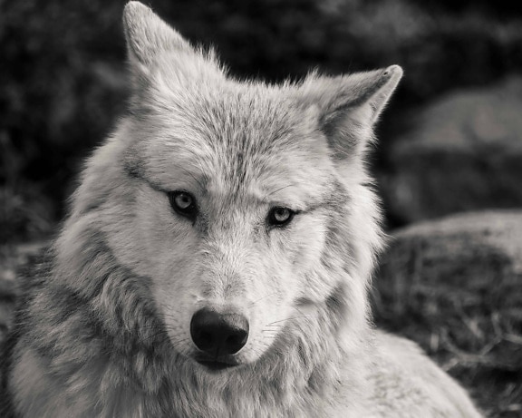 white wolf, monochrome, head, animal, white, nature, predator, carnivore