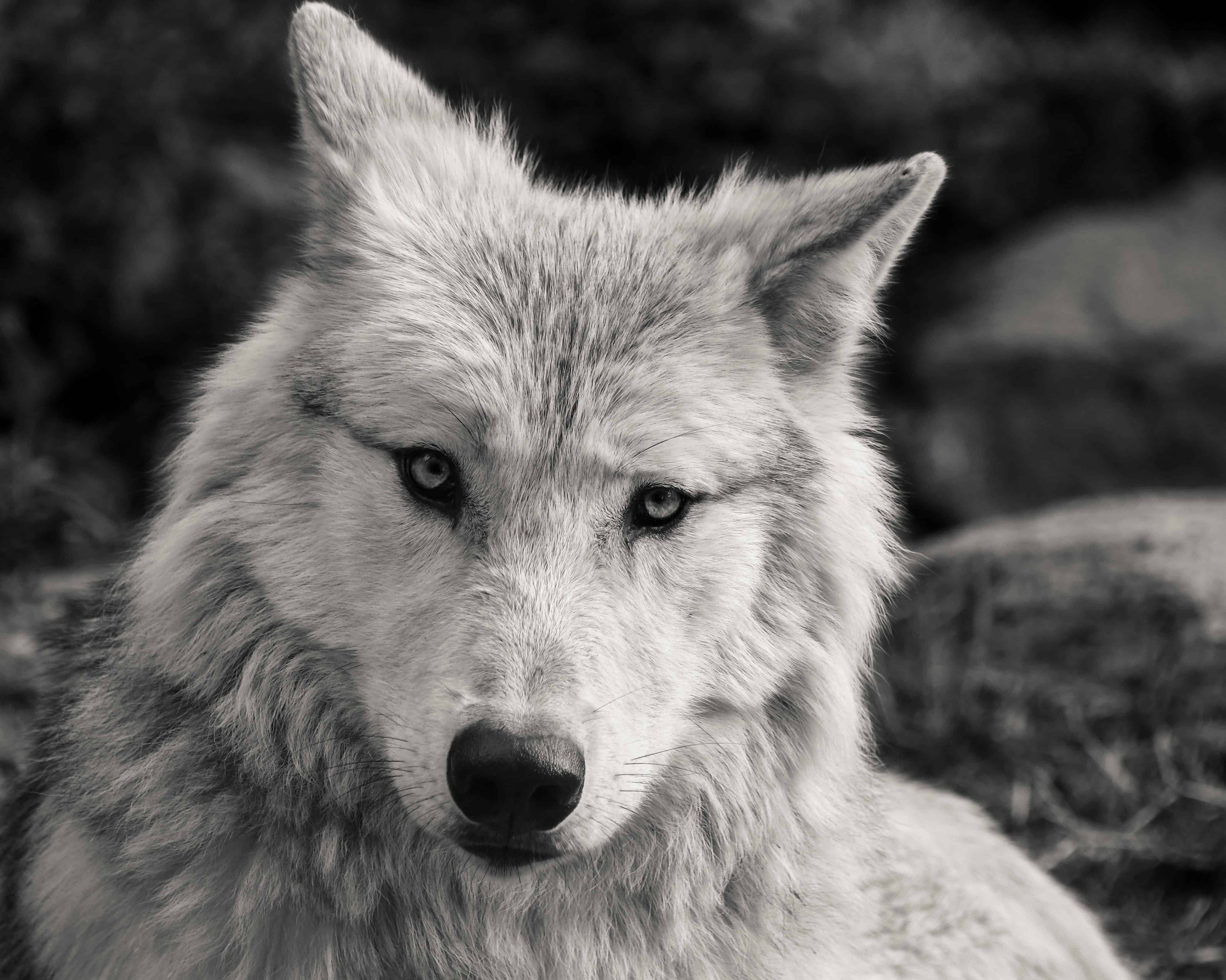 Serigala putih