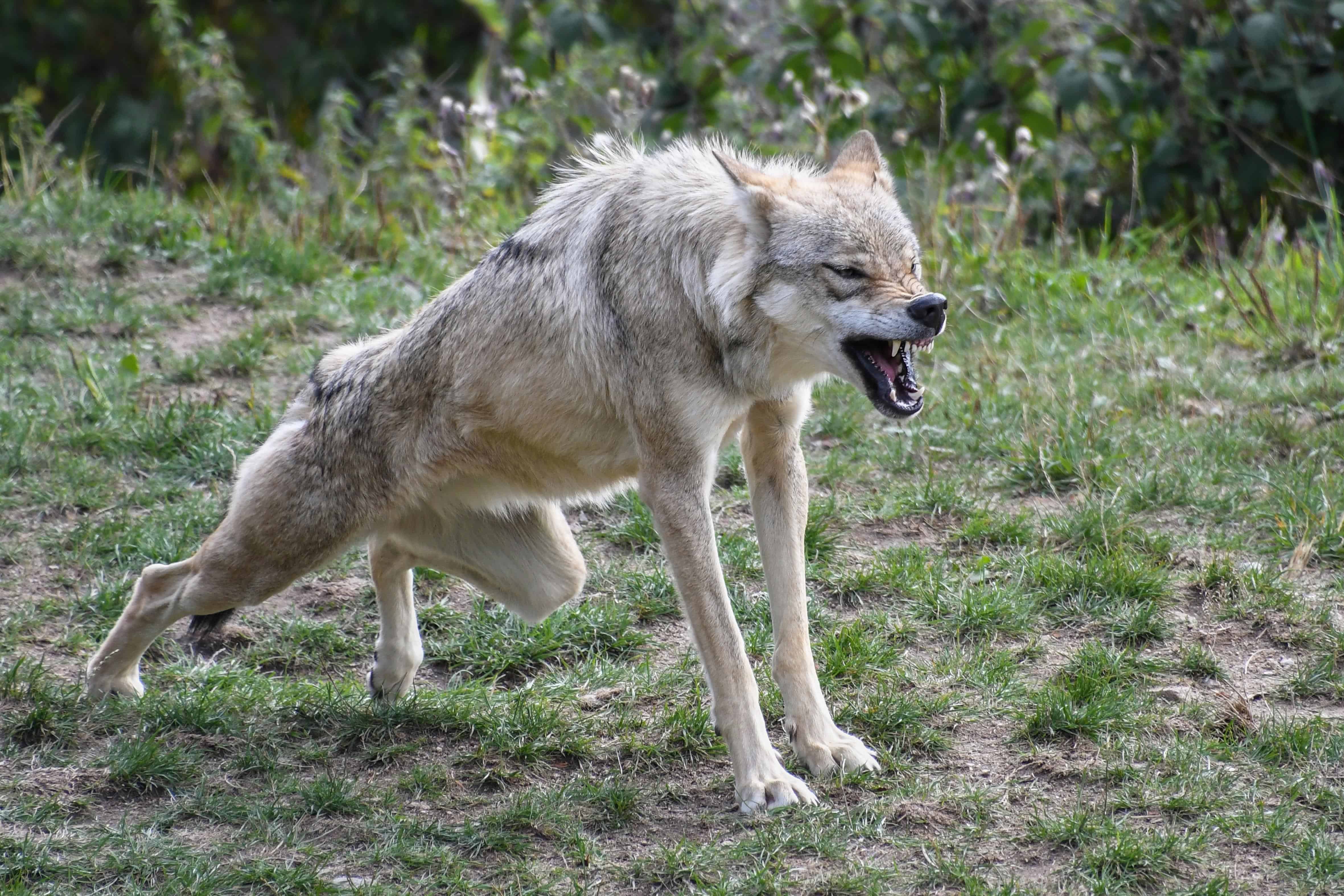 Imagen gratis: gris lobo, carnívoro, fauna, animal, depredador, salvaje