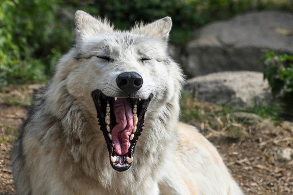 white wolf, teeth, tongue, mouth, portrait, white, nature, predator, nature, animal