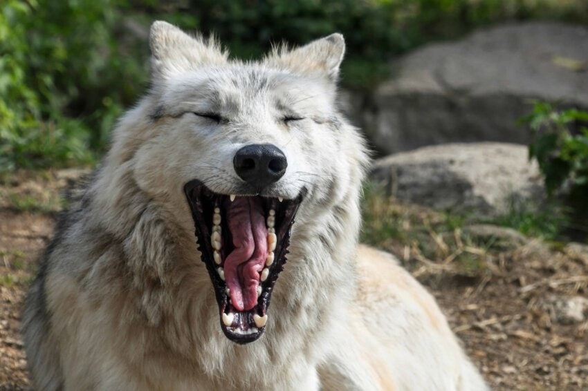 Free Picture White Wolf Teeth Tongue Mouth Portrait White Nature