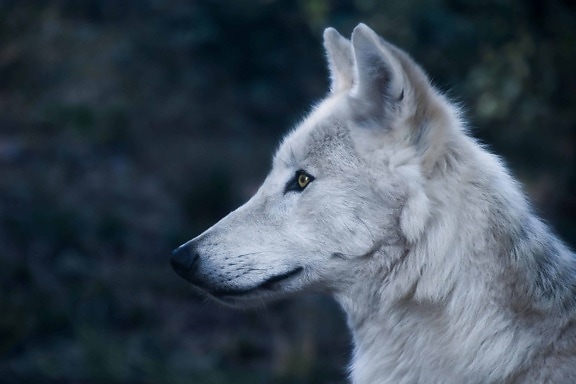 white wolf, profile, portrait, portrait, predator, head, fur, eye