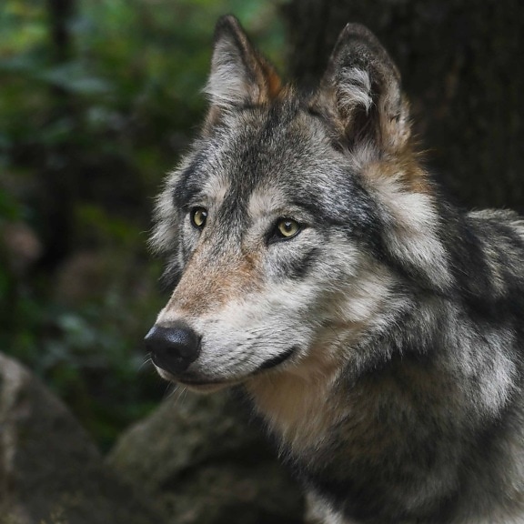 forest wolf, predator, fur, nature, wildlife, animal, landscape, zoology