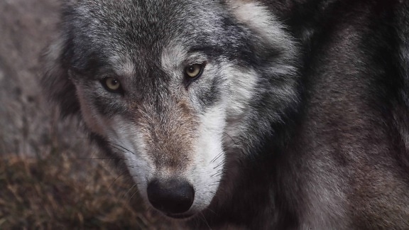 オオカミ、毛皮、肖像画、動物、野生動物、野生の目